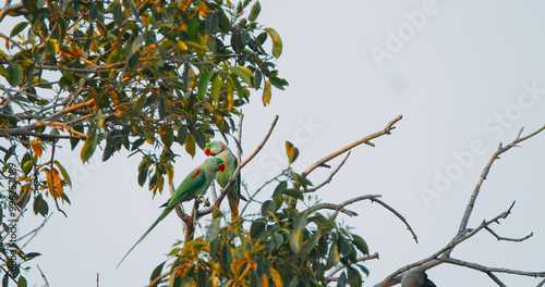 Two Rose-ringed parakeets siting together on tree branch . Sittacula krameri, ringneck parrot, Kramer parrot from Psittacidae family.