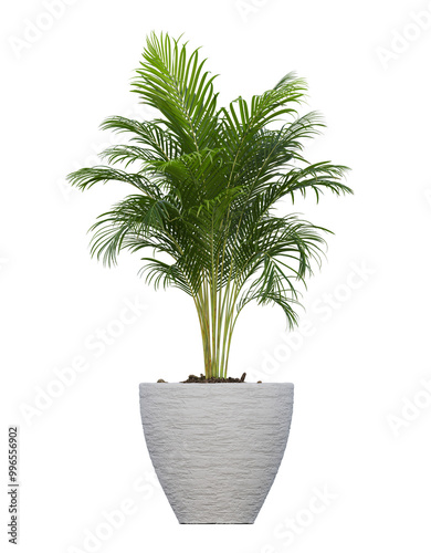 Small Plants green leaf in white pot isolated on transparent background stock photo.