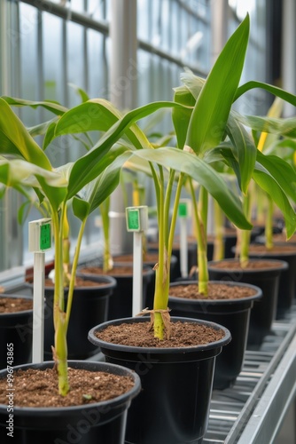 a row of plants in pots in a greenhouse