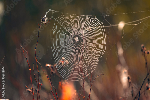 A spider web in the dew in the light of the rising sun