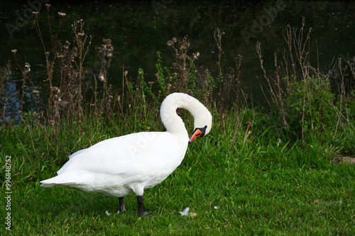 Schwan bei der Körperpflege am Decksteiner Weiher in Köln.