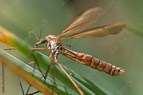 a side close-up of a male marsh crane fly in front of a green blurred background