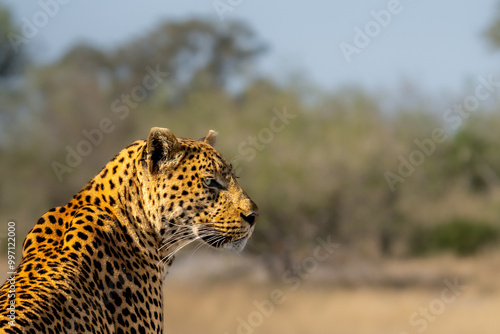 African leopard, Panthera leopard, Panthera pardus pardus, detail of head, Moremi game reserve, Okavango delta, Botswana, Africa