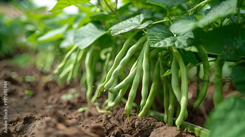 A field of green beans is growing in the dirt