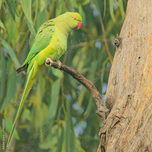 Rose-ringed Parakeet, (also known as the Ring-necked Parakeet)(Psittacula krameri) perched on a branch, Bharatpur, Dehli, India.