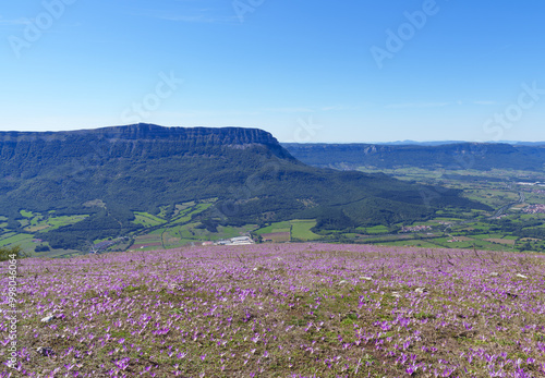 Saffron in Aralar. San Miguel de Aralar and San Donato mountain in Navarra.