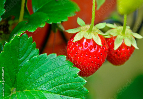 czerwone truskawki na gałązce, Ripe red strawberry on twig (Fragaria × ananassa), świeże truskawki roznące w ogrodzie, truskawki na krzaczku z liścem