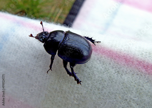 Żuk gnojowy na jasnym tle, Geotrupes, Geotrupes stercorarius, Anoplotrupes stercorosus dor beetle, is a species of earth-boring dung beetle 