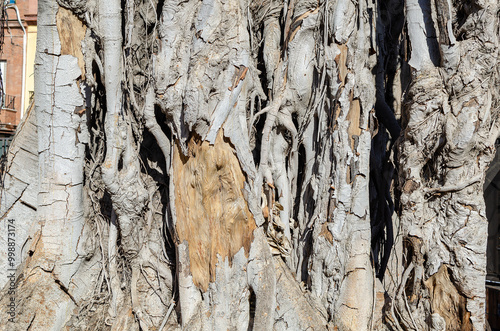 Closeup of the roots of a Ficus tree (111 years old) planted in 1913 in the Triana neighborhood of Seville, parish of San Jacinto. 