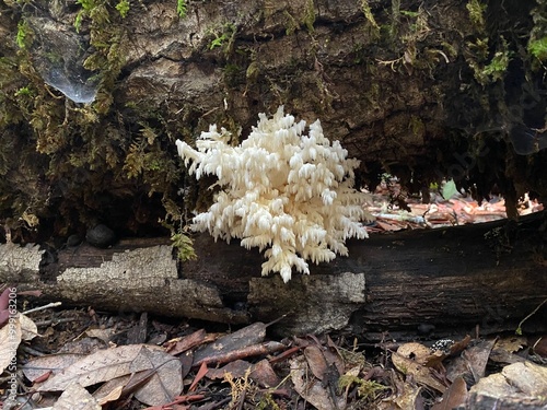 Hericium Erinaceus Mushroom 