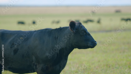 Black cows stand grazing on meadow field. Herd of black angus on a pasture. Cows grazing pasture. Static view.