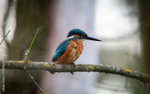 Zimorodek, kingfisher portret bokeh tło na gałązce 