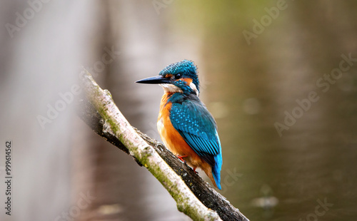 Zimorodek, kingfisher portret bokeh tło na gałązce 