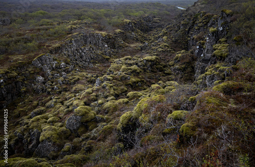 Moss-covered lava field at Thingvellir National Park, Hrafnagjá fault, Iceland