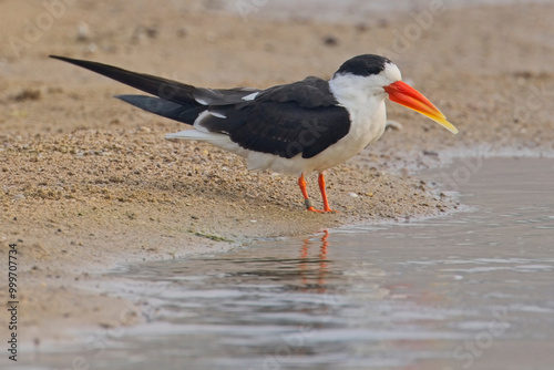 Indian Skimmer (Rynchops albicollis) an individual standing on the shore of the River Chambal, Rajasthan, India.