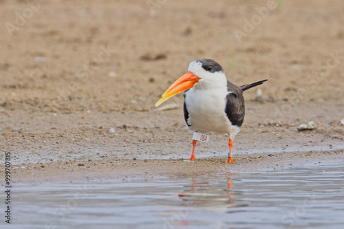 Indian Skimmer (Rynchops albicollis) a ringed individual standing on the shore of the River Chambal, Rajasthan, India.