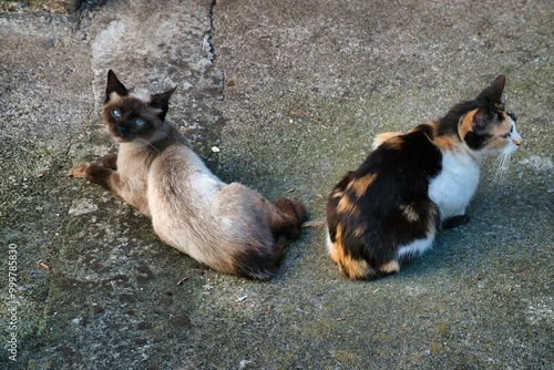 Familia de gatos en la entrada de su casa tumbados al sol