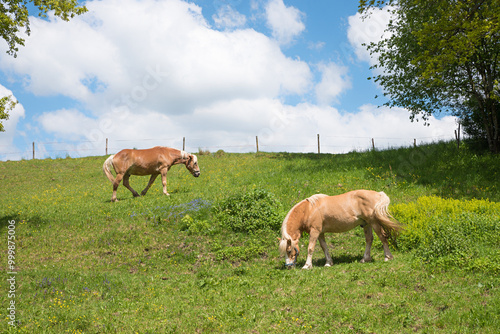 two brown horses grazing at green pasture hill, trees beside and clouds above.