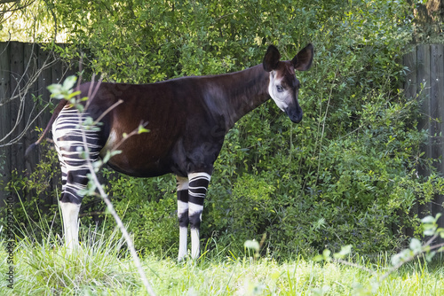 The okapi (Okapia johnstoni) is an artiodactyl mammal that is endemic to the northeast Democratic Republic of the Congo in central Africa.