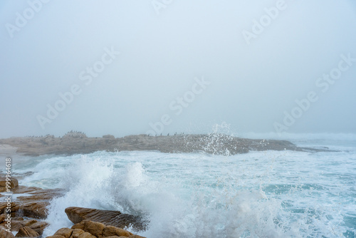 Sea fog (mist) along the West Coast shoreline near Lamberts Bay, Western Cape, South Africa. Cape cormorant or Cape shag (Phalacrocorax capensis) birds perched on rocks.