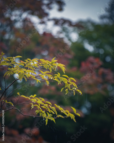 雨の水が滴る3色の紅葉に秋を感じる