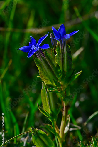 Schlauch-Enzian // Bladder gentian (Gentiana utriculosa)