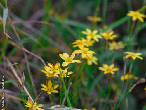 flor estrella del cielo, pasto con flores