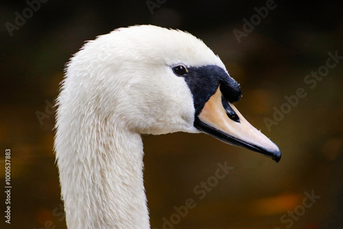 retrato cisne