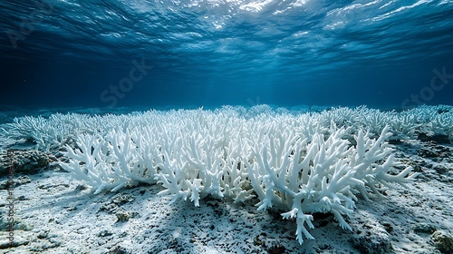 A bleached coral reef lies underwater, a stark testament to ocean warming and climate change.