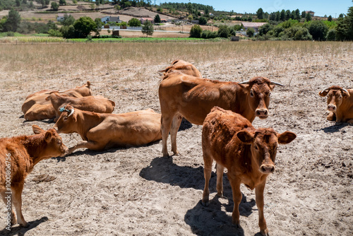 Serenidade rural com gado jovem no pasto num dia de verão e com o pasto seco