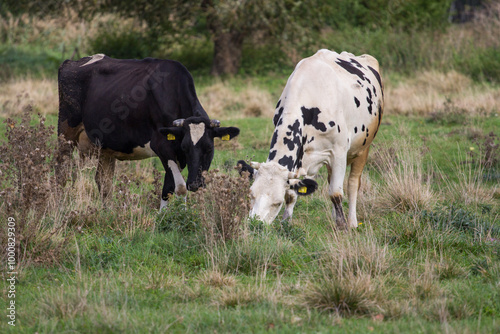 cows in the meadow, cows in the pasture