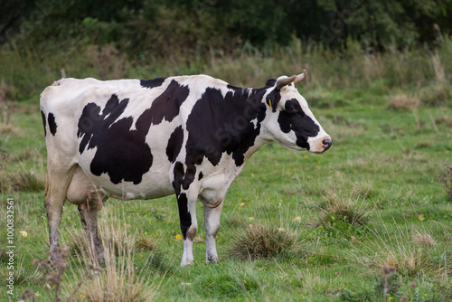 cow on a meadow