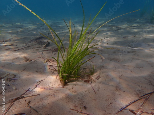 Neptune grass or Mediterranean tapeweed (Posidonia oceanica) undersea, Aegean Sea, Greece, Skiathos island, Vasilias beach