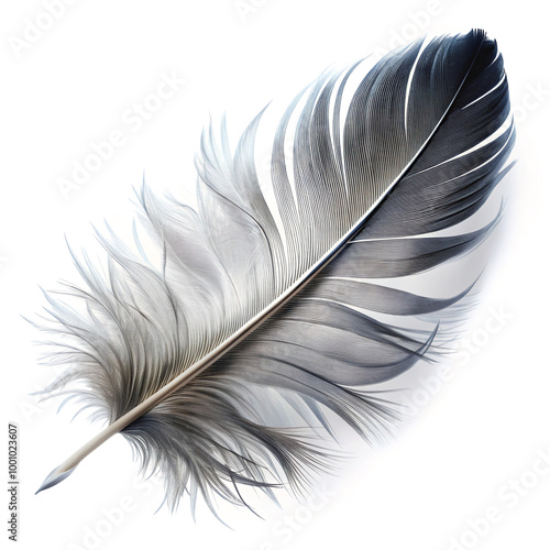 featherfeather, bird, pen, isolated, white, quill, wing, black, plume, vector, ink, object, single, writing, light, illustration, animal, plumage, nature, old, fluffy, literature, feathers, art, blue