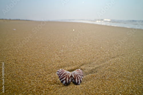 Open seashell on Chandrabhaga beach, Konark, India.