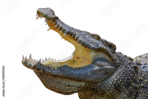 Close up crocodile is action show head on white background have path