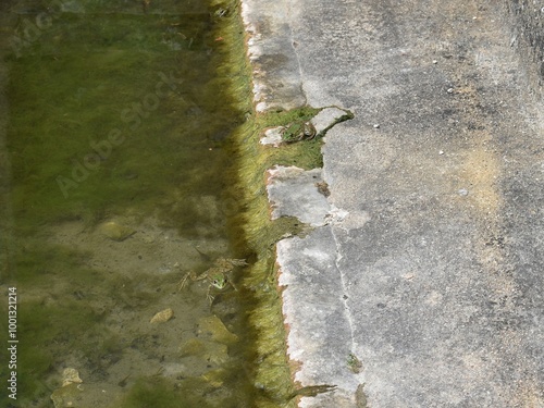 Grenouilles vertes (Pelophylax) sur le bord d'un bassin colonisé par des algues