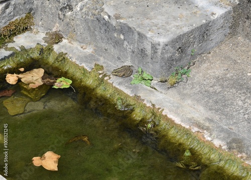 Grenouilles vertes (Pelophylax) sur le bord d'un bassin colonisé par des algues