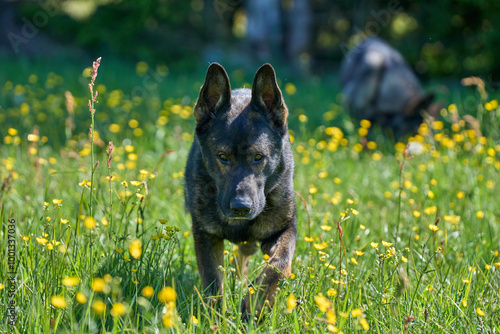 Portrait of a beautiful German Shepherd dog on a meadow on a sunny autumn day on a farm in Skaraborg Sweden