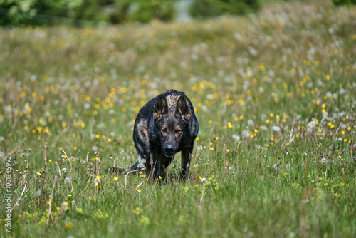 Portrait of a beautiful German Shepherd dog on a meadow on a sunny autumn day on a farm in Skaraborg Sweden