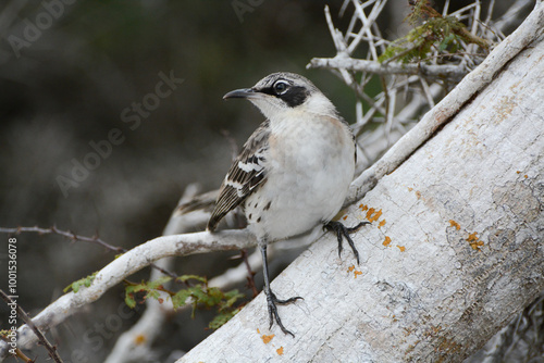 Galapagos Mockingbird (Mimus parvulus) on Santa Fe Island in the Galapagos Islands, Ecuador. Galapagos Mockingbird is an endemic species in the Galapagos Islands.