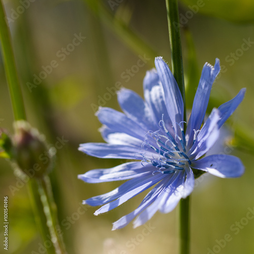 Nahaufnahme der Blüte mit Staubgefäßen einer Wegwarte im Sonnenlicht.