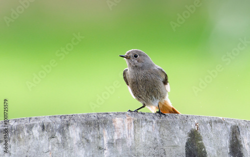 Phoenicurus ochruros aka Black redstart female perched on the garden. Common bird in Czech republic. Isolated on green blurred background. Wet plumage.