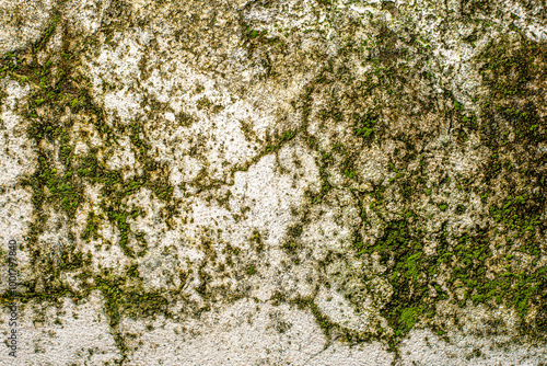 Detailed close-up of moss and lichen thriving on a weathered wall, floor, and rock, revealing natural textures with earthy green tones. Ideal for nature, organic growth, texture, and environmental