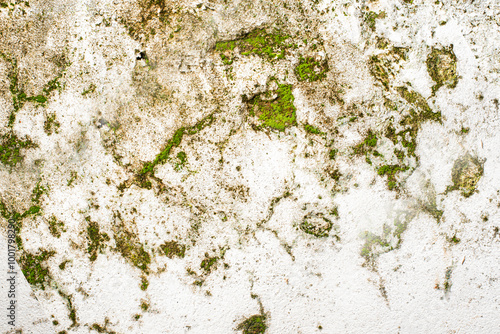 Detailed close-up of moss and lichen thriving on a weathered wall, floor, and rock, revealing natural textures with earthy green tones. Ideal for nature, organic growth, texture, and environmental