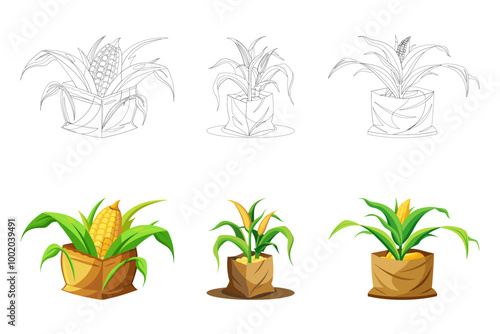 Corn plant on a white background. 