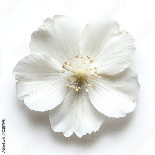 White flower isolated on white background