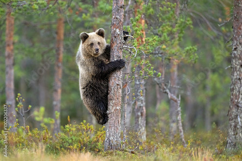 Brown bear cub on a tree