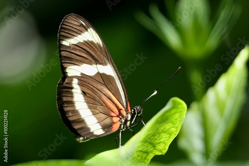 Passionsblumenfalter - Heliconius sara 