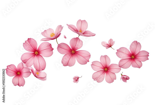 Flying pink petals isolated on white, transparent background cutout